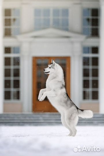 Собаки для фотосессий (Хаски)