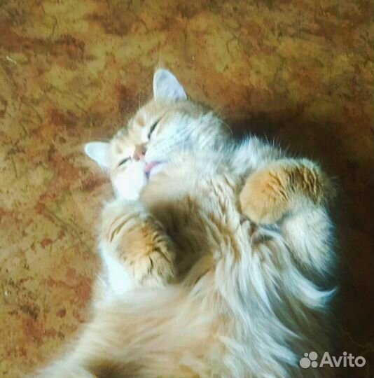 Передержка кошек на время отпуска