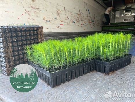 Зкс и окс Сосна Ель Лиственница сеянцы Голуб горн