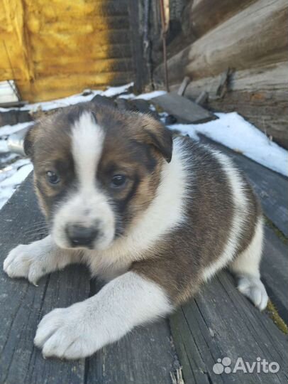 Красивые щенки