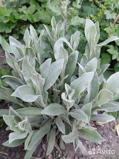 Многолетние садовые цветы