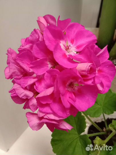 Герань пеларгония