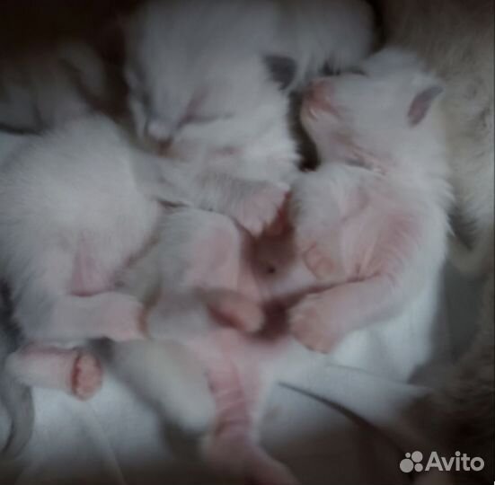 Британская кошка
