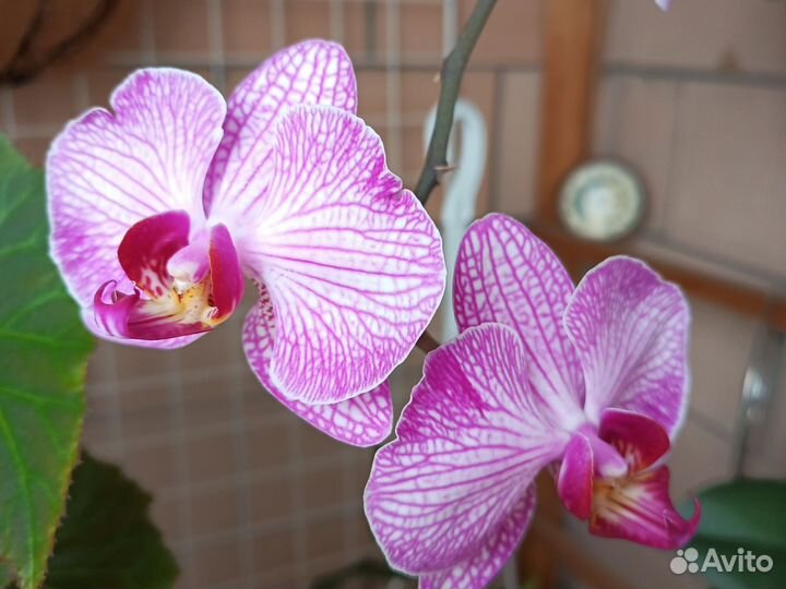 Орхидея фаленопсис разные