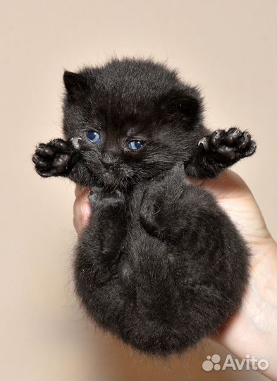 Котята Ночка и Черничка