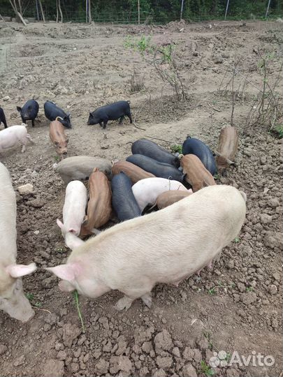 Поросята помесь