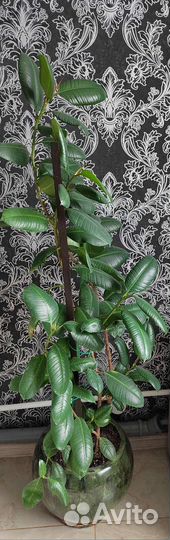 Фикус с Кашпо