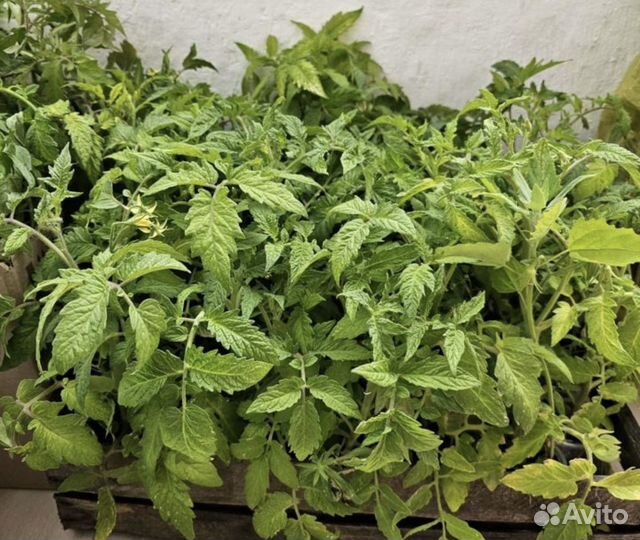 Рассада цветов и овощей