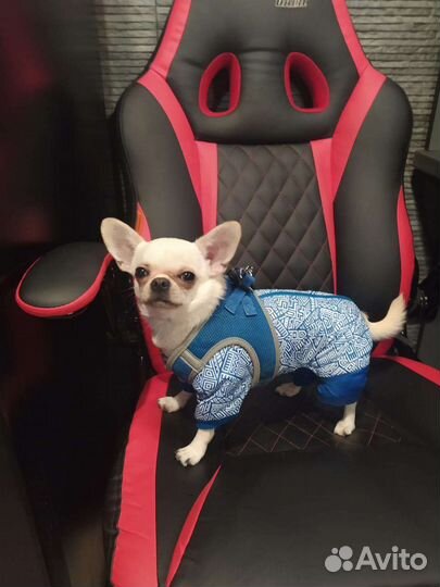 Вязка чихуахуа