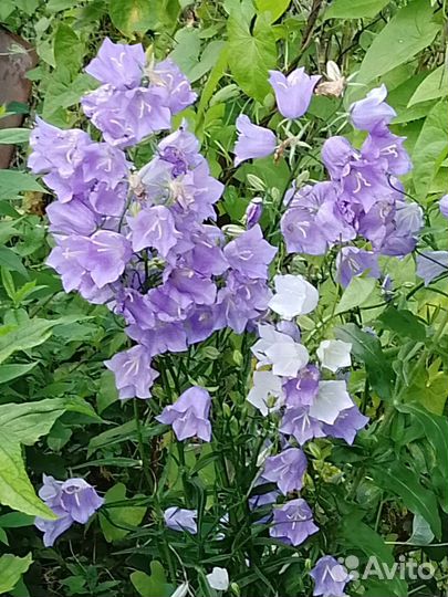 Колокольчики многолетнее