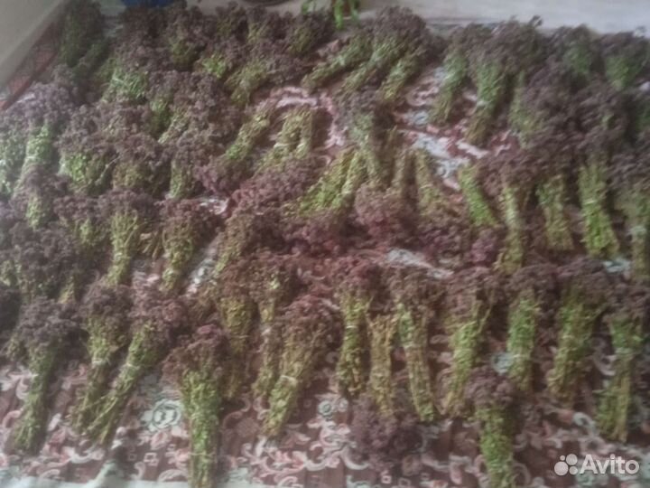 Трава душица