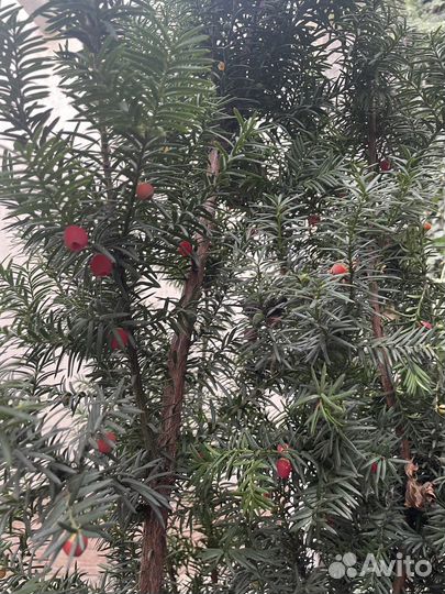 Тис ягодный