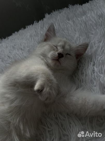 Котенок