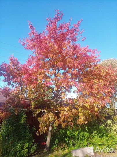 Уникальное дерево - Дуб Канадский красный саженцы