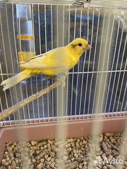 Кенара и канарейки