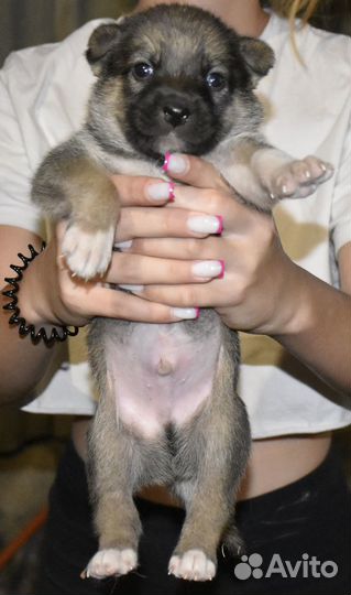 Щенки в дар