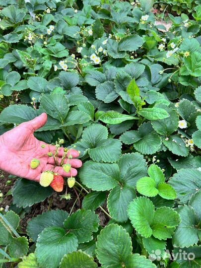 Саженцы ремонтантной клубники