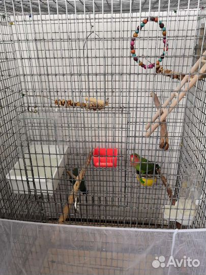 Попугаи неразлучники с большой клеткой