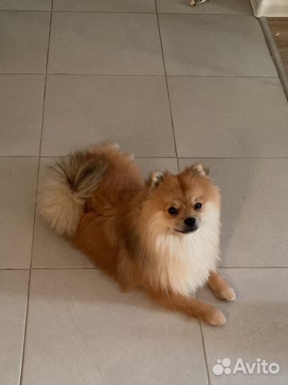 Аренда собаки