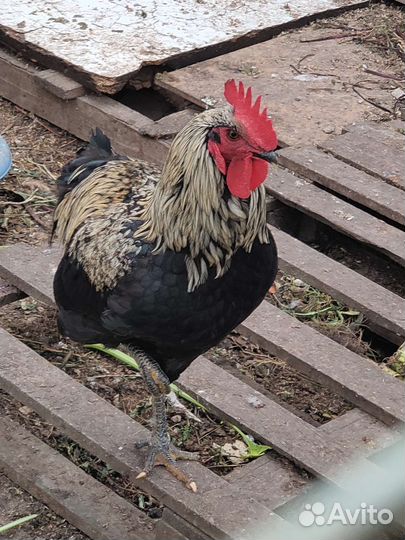 Молодые петушки помесные