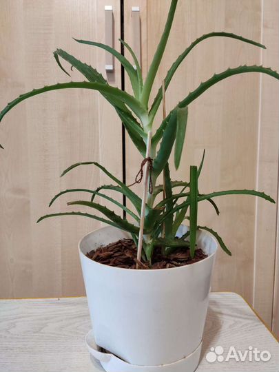 Комнатные растения разные