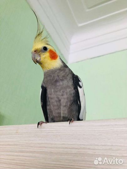 Попугай корелла самец