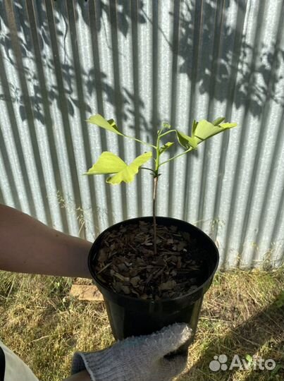 Гинкго билоба саженцы