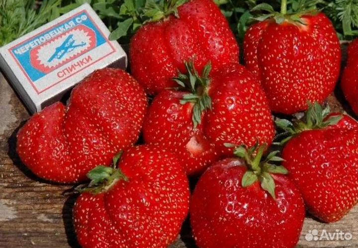 Рассада клубники