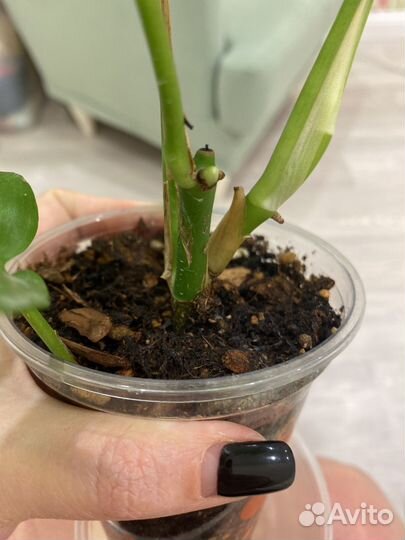 Монстера минима(рафидофора)