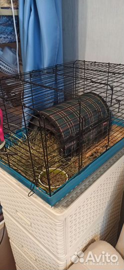 Декоративный кролик в добрые руки