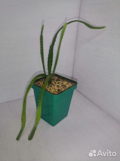 Комнатные растения цветы