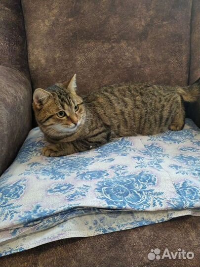 Котик 6 месяцев кастрирован