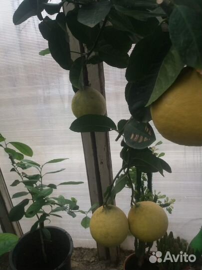 Лимонное дерево