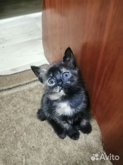 Кошки в добрые руки бесплатно