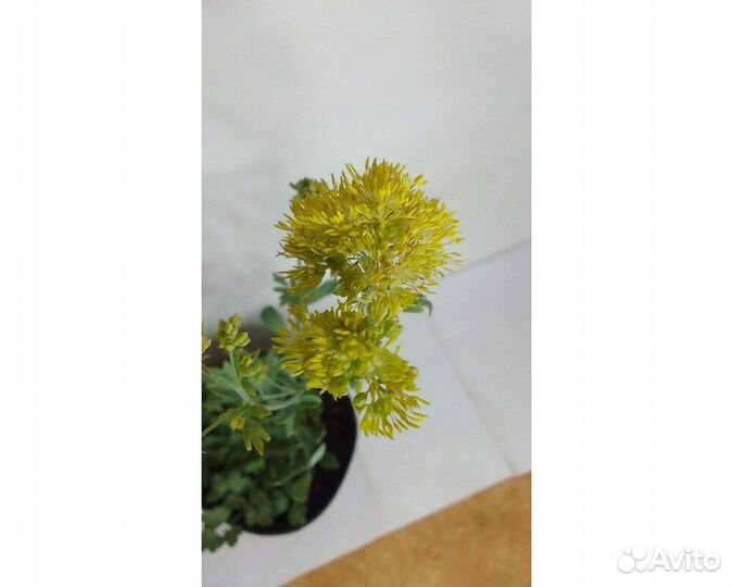 Василистник водосборолистный Album