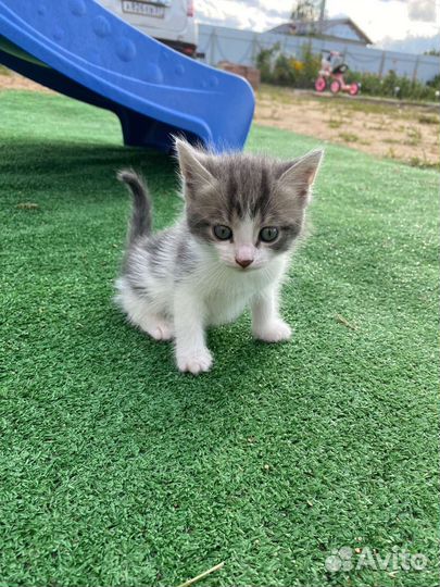 Отдам котят в добрые руки