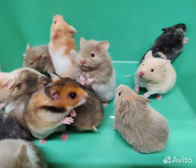 Сирийские Ангорские Хомяки Медвежата Плюшевые