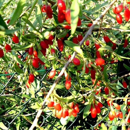 Ягоды годжи