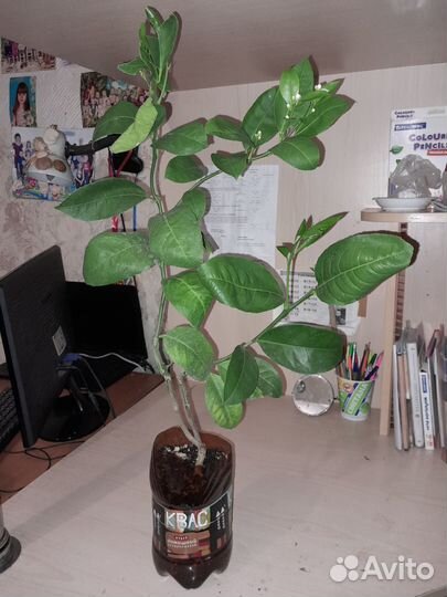 Лимон плодоносящий