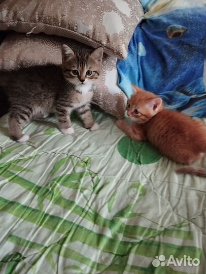 Котята