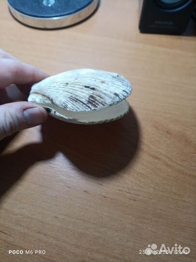 Ракушка для подарка