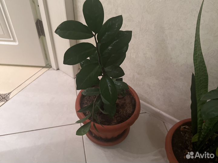 Комнатные цветы