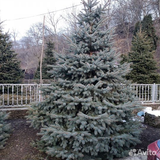 Ель голубая