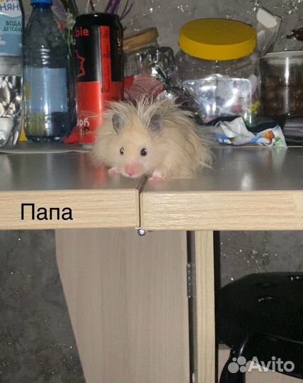 Хомяки Ангорские, Сирийские, пушистые