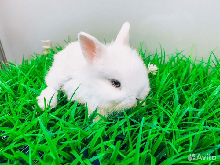 Карликовый кролик - размером с ладонь