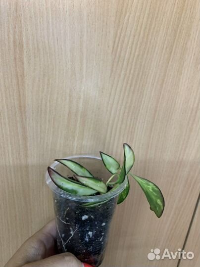 Хойи разные