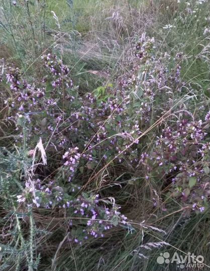 Лекарственные травы, травяные сборы