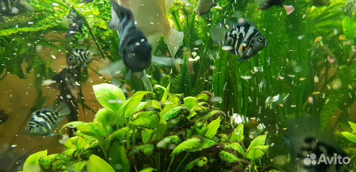 Тигровый попугай (панда)