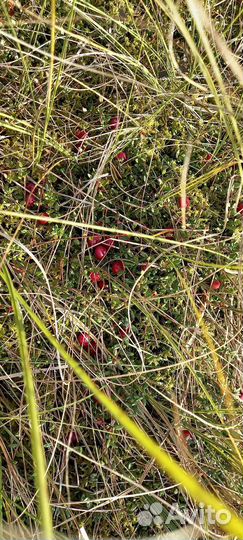 Клюква свежая