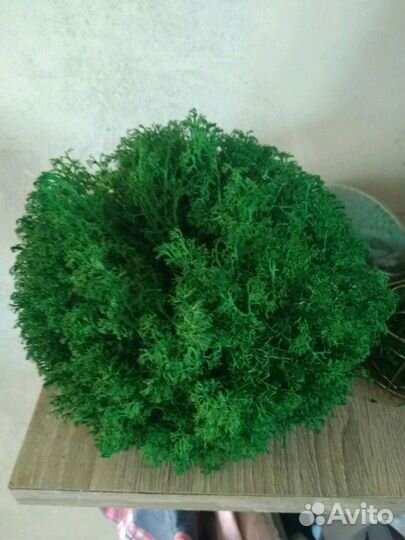 Как стабилизировать Мох Ягель